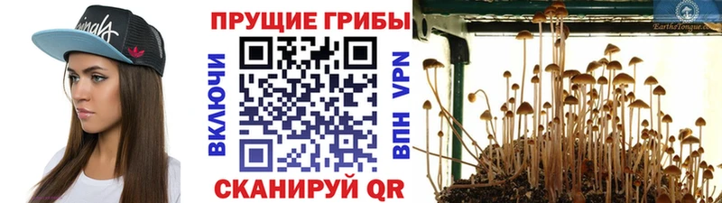 Псилоцибиновые грибы мухоморы  Гаврилов Посад 